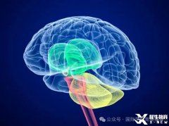 BrainBee腦科學(xué)大賽培訓(xùn)班熱報(bào)中！附BrainBee備考資料！